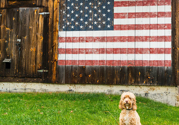 A cute puppy poses in from of a barn with painted American flag.